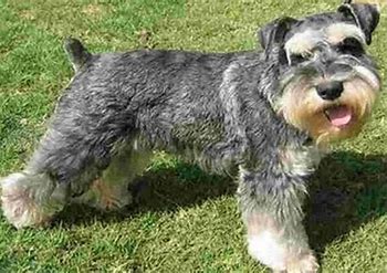 Image result for images of a schnauzer dog