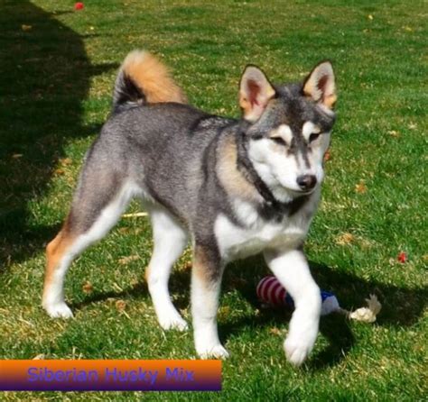 German Shepherd Mixed With Husky Or With Corgi Petvet