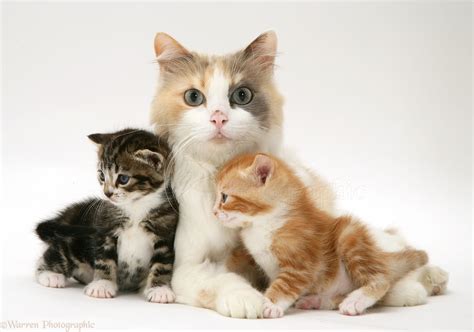 Mother Cat And Kitten Images Mom Cat Loves Her Baby Kittens Very Much