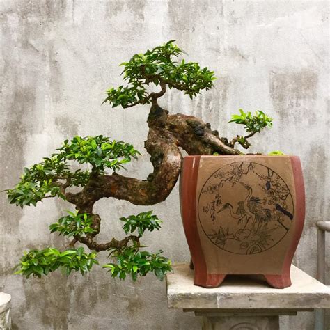 Cây ổi bonsai cực phẩm tại vườn giá từ triệu triệu