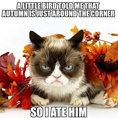 Autumn Is Around The Corner Grumpy Cat Grumpy Cat Humor Crazy Cats
