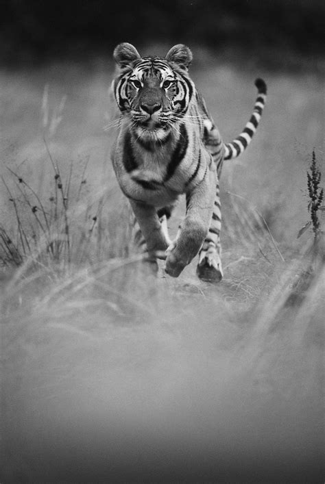 Tigerrunning Animal Photo Tiger Animals