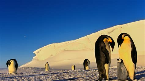 1920x1080 1920x1080 Ice Penguins Moon Winter Snow Antarctica