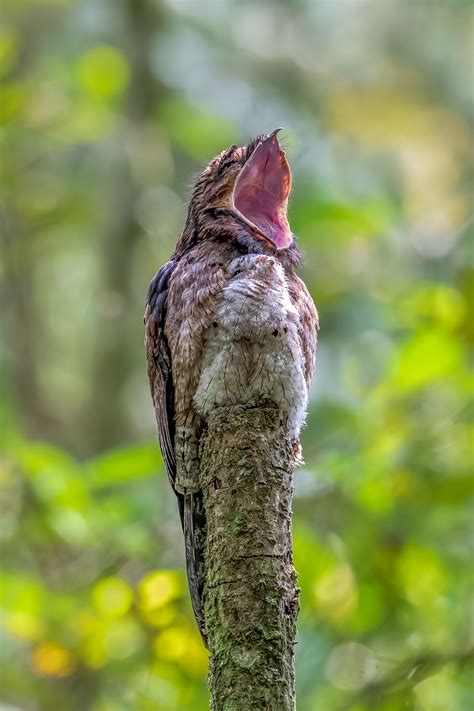 Our Favorite Fascinating Bird Behaviors From the 2020 Audubon Photo Awards | Audubon