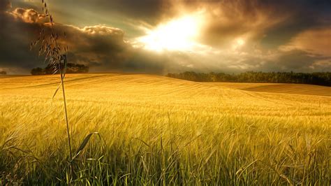 Yellow Field Beautiful Wheat In The Sunlight