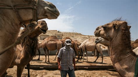 How Many Humps On A Camel In Kazakhstan Its Complicated The New