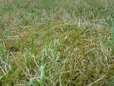 9 Of The Best Low Maintenance No Mow Grasses For Your Lawn Going