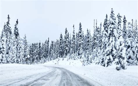 Coniferous Snowy Forest In The Rocky Mountains Stock Photo Image Of