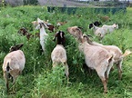 Goat Grazing Fun Facts for Children • Sage Environmental Group