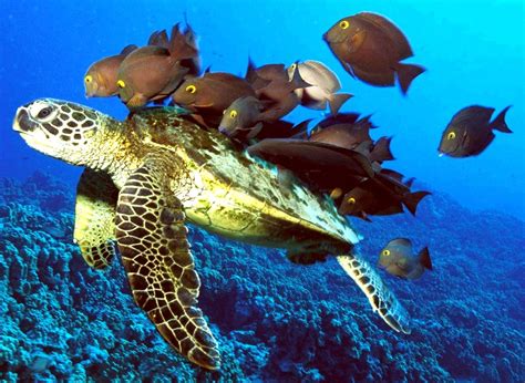 Animals Plants Rainforest Green Sea Turtle Chelonia Mydas