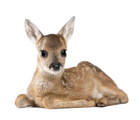 Roe Deer Fawn Animal Facts And Information