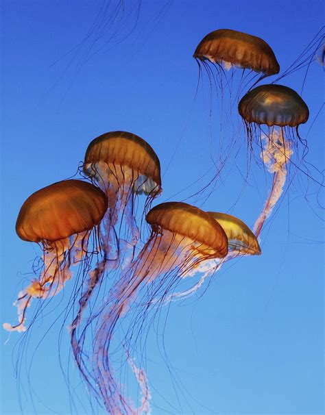 Jellyfish Swarm Photograph By Robert Woodward Fine Art America