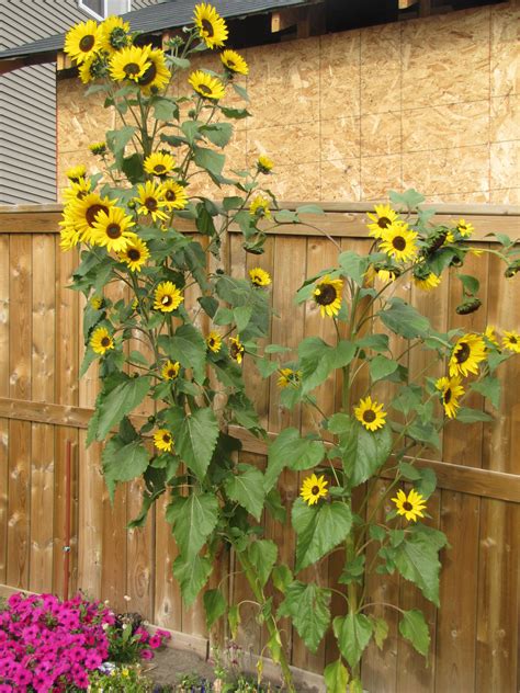 Sunflowers In The Front Yard Urban Garden