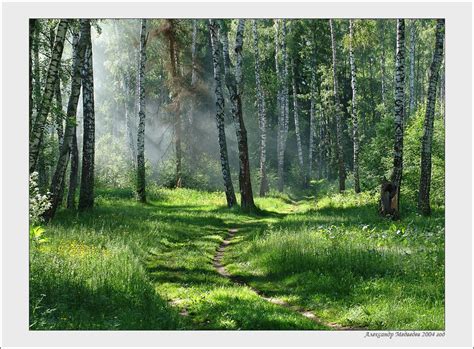 About Summer Pathway Forest Beams Green Grass Summer Landscape