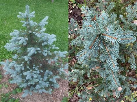 Blue Spruce Care Guide World Of Garden Plants
