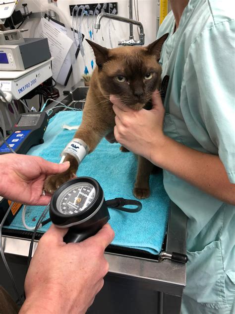 The Importance Of Checking Blood Pressure In Cats Greenbay Vets