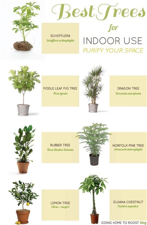 Best Trees For Indoor Use Plants Best Indoor Plants House Plants Indoor