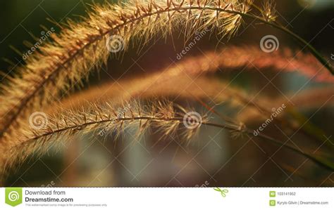 Beautiful Grass Ear Spikes At The Sunset Stock Photo Image Of Bokeh