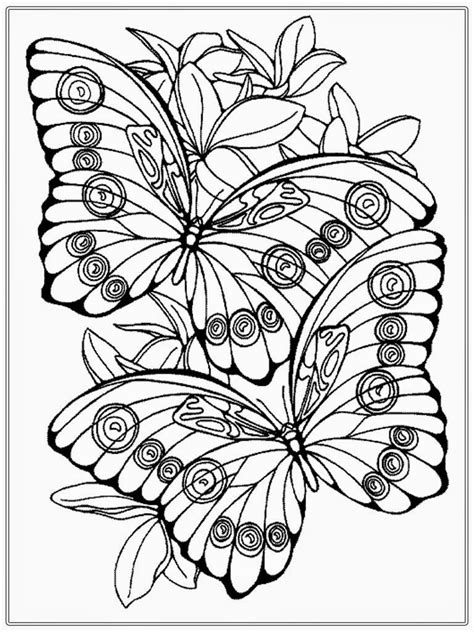 Realistic Butterfly Coloring Pages Lorenzoilcook