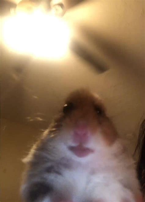 Hamster Staring At Phone By Stertube Redbubble In 2020 Hamster Buy Hamster Cute Hamsters