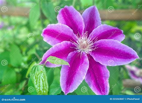 Closeup Pink Clematis In Garden Fully Blooming Beauty In Nature Stock