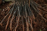 4 Pros and 3 Cons of Planting Bare Root Fruit Trees - Garden and Happy