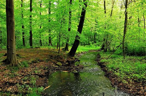 793140 Forests Stream Trees Rare Gallery Hd Wallpapers