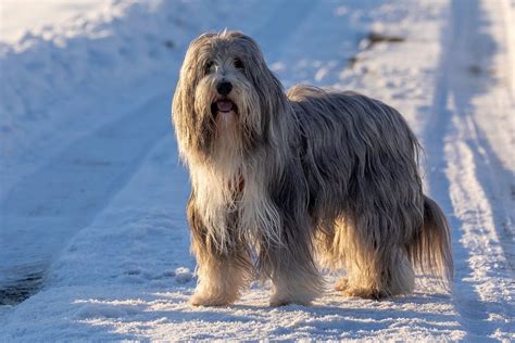 Top 10 Long Haired Dog Breeds You Need To Know Fitbark