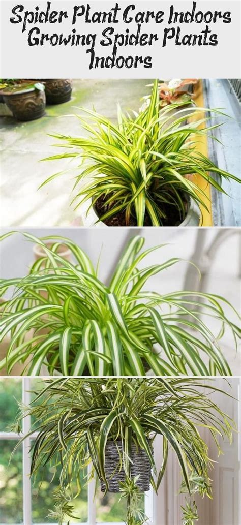 Growing Spider Plants Indoors Is Easy But You Need To Know A Few Basic Spider Plant Care Tips
