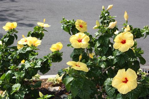 Yellow Tropical Hibiscus Flower Bed Stock Photo Image Of Bright