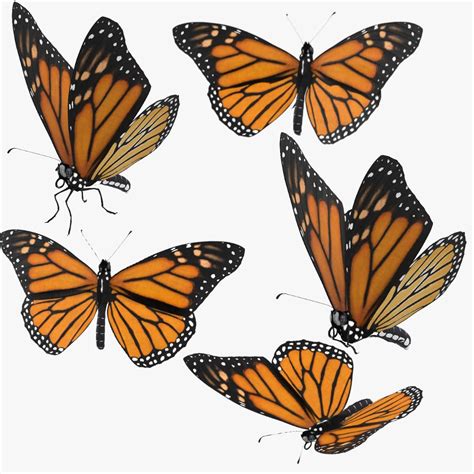 Butterfly pose also known as purna titli asana is similar to the bound angle pose. Monarch Butterfly Poses Collection 3D Model #AD ,#Butterfly#Monarch#Poses#Model | Butterfly pose ...