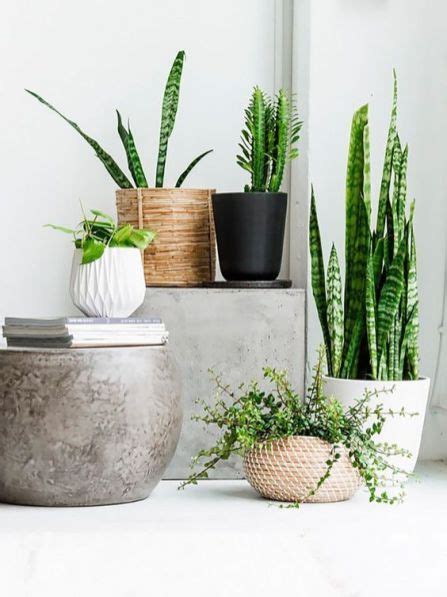 22 Office Plants No Sunlight To Give Fresh Touch In Your Room Plant