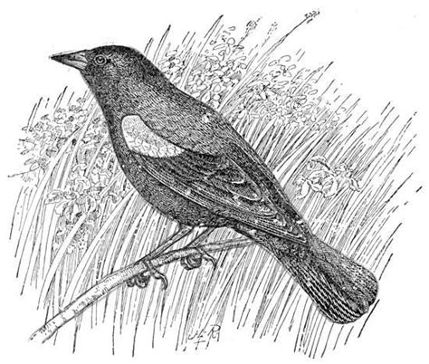 Birds Blackbird Coloring Pages Hannah Thomas Coloring Pages