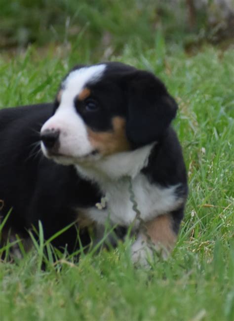 Greater Swiss Mountain And Entlebucher Puppies For Sale In Oklahoma