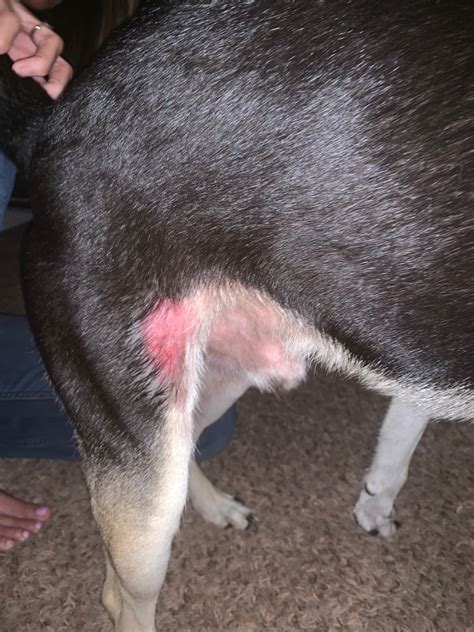 My Dog Has Itched A Bald Spot On Leg And Is Itching On His Body We