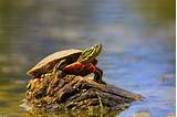 How to identify Ontario's 8 species of turtles | Cottage Life