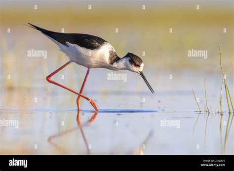 Black Winged Stilt Himantopus Himantopus Bird Wading In Shallow