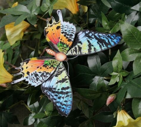 The Breathtaking Colors Of The Most Beautiful Butterflies