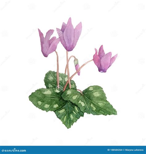 Wall Décor Cyclamen Flowers botanical painting Red Green floral artwork