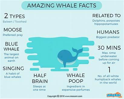 Whale Facts Mocomi Beluga Humpback Whales Fun