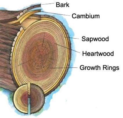 Anatomy Of A Tree Usda U S Forest Service Plant Science Science And
