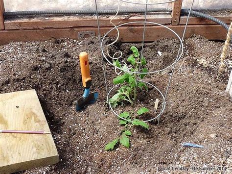 How To Tie Up Tomato Plants With String Plants Bn