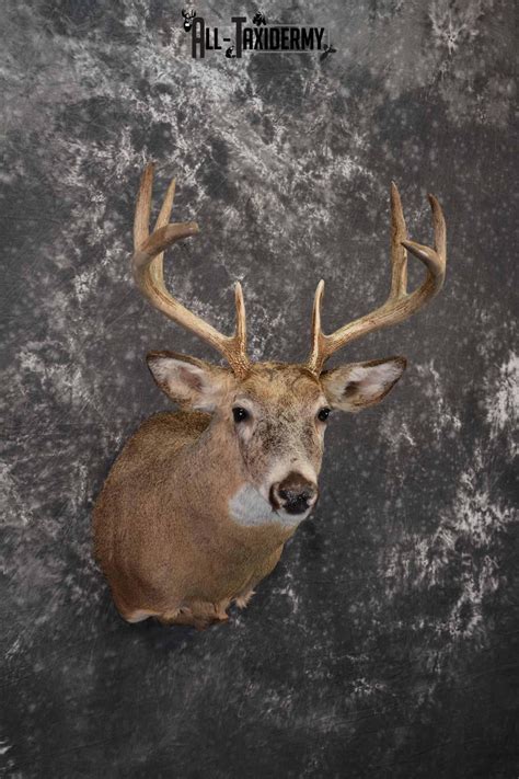 Whitetail Deer Taxidermy Shoulder Mount For Sale Sku 1218 All Taxidermy