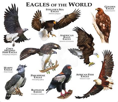 Eagles Of The World Poster Print Inkart