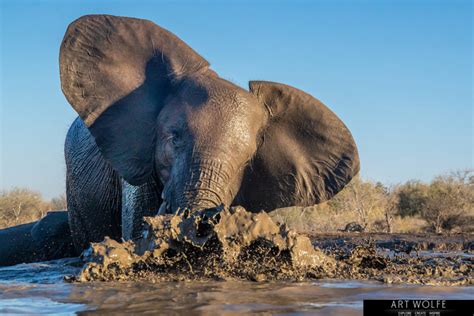 Botswana Premier Predator And Elephants Photo Journey With Art Wolfe