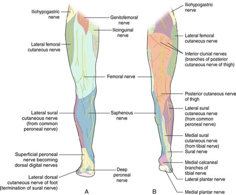 Cutaneous Nerves Of Leg