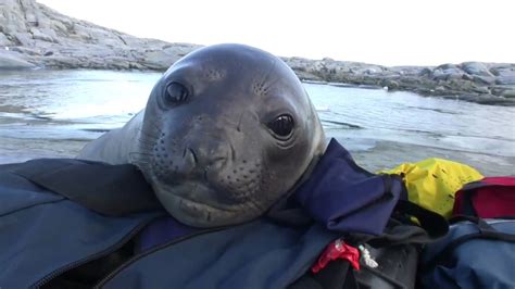Check spelling or type a new query. Curious Baby Elephant Seal - YouTube