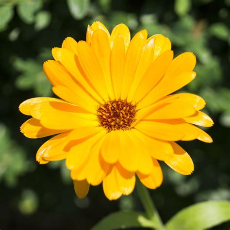 Flower Marigold Calendula Free Photo On Pixabay