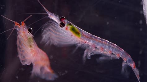 New Study Projects Ocean Warming Impact On Antarctic Krill Institute