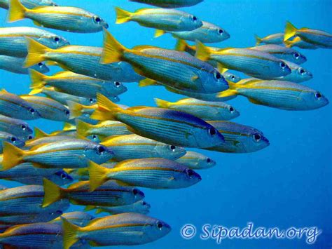 These Are Some Singular And Schools Of Fish